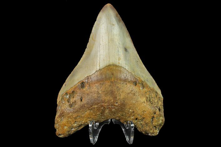 Fossil Megalodon Tooth - North Carolina #131597
